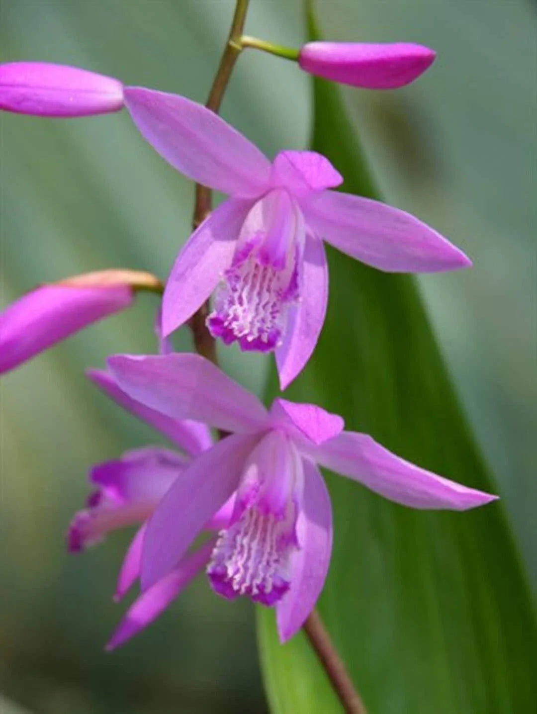 Hardy Ground Orchid Live Starter Plant Bletilla 'Kate' - Easy Care Perennial for Gardens and Containers