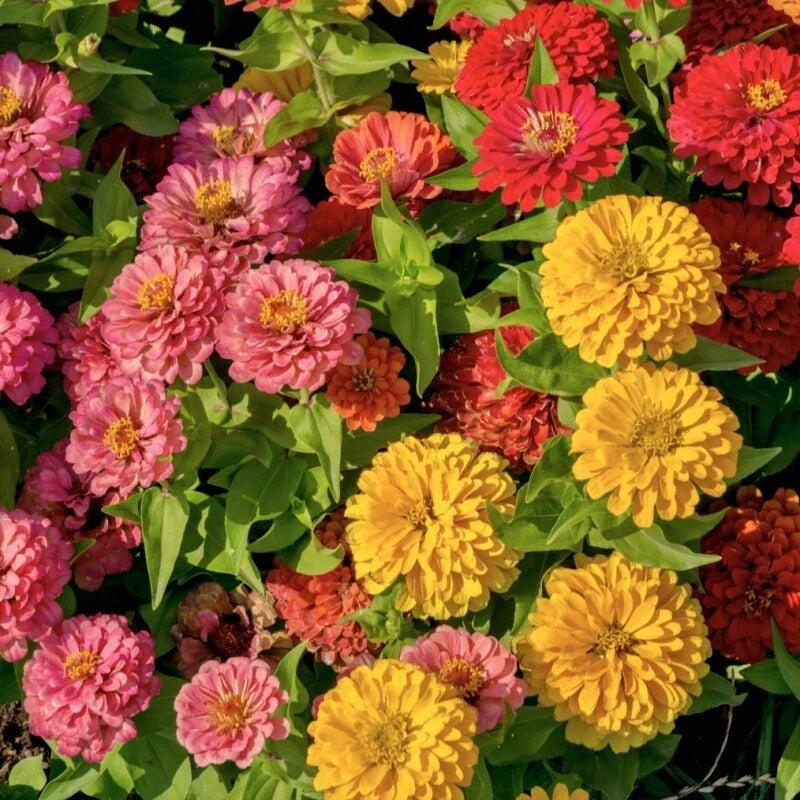 Sunbow Mix Zinnia Seeds - 100+ Pack for Garden Planting - Colorful Flower Variety - USA Grown