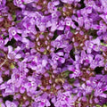Creeping Thyme Seeds - 2,000 Non-GMO Seeds, Dwarf Variety with Beautiful Blooms, Thymus serpyllum