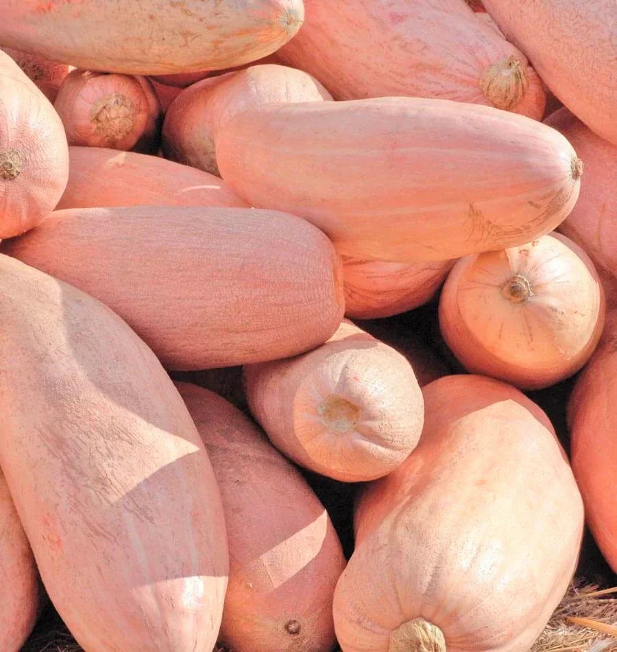 Jumbo Pink Banana Squash Seeds | Georgia Candy Roaster Pumpkin Winter Seeds 2025 | Heirloom Variety for Gardening