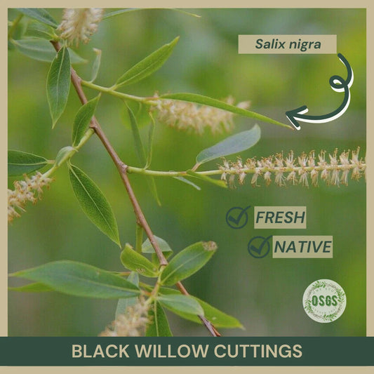 Black Willow Cuttings 18" | Salix nigra | Fresh Native Plant Cuttings for Gardening