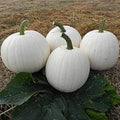 Casper White Pumpkin Seeds - 20 Non-GMO Rare Seeds - Fresh & Healthy Cucurbita pepo