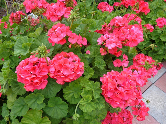 Hardy Geranium Cuttings 5 x 6" Fragrant Red Orange Flowers (Pelargonium) Fresh Plant Cuttings for Gardening