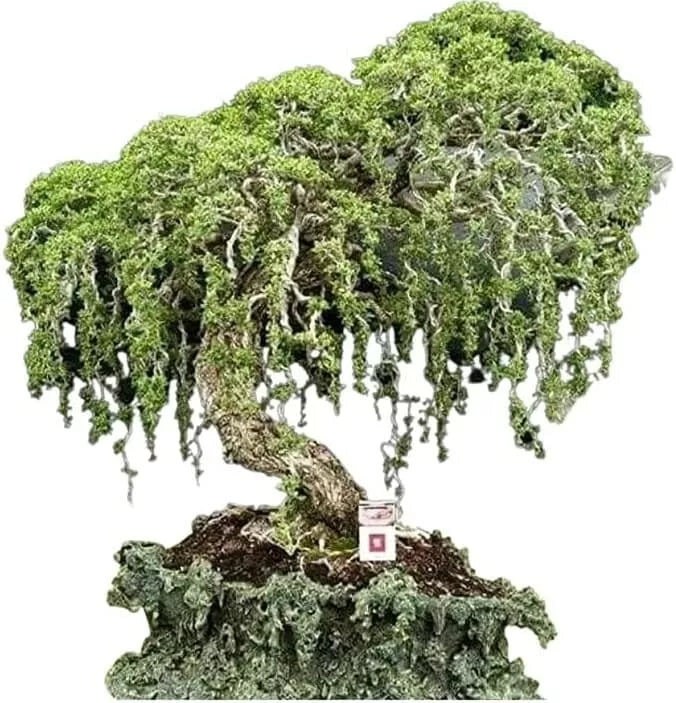 Australian Willow Bonsai Tree Fresh Cutting - Extensive Thick Trunks - Salix fragilis