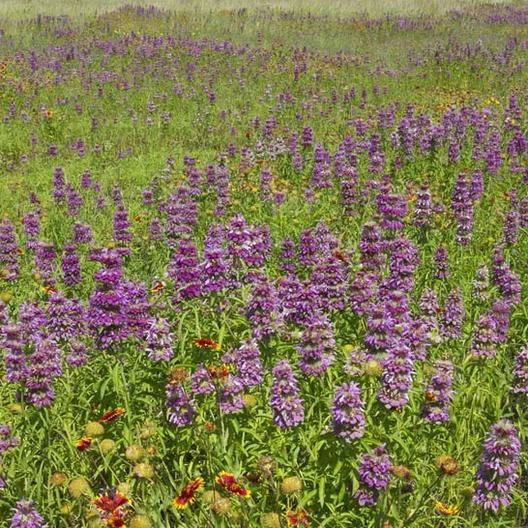 Bee Balm Seeds - 500 Non-GMO Lemon Mint Purple Heirloom - Monarda didyma - Attracts Pollinators