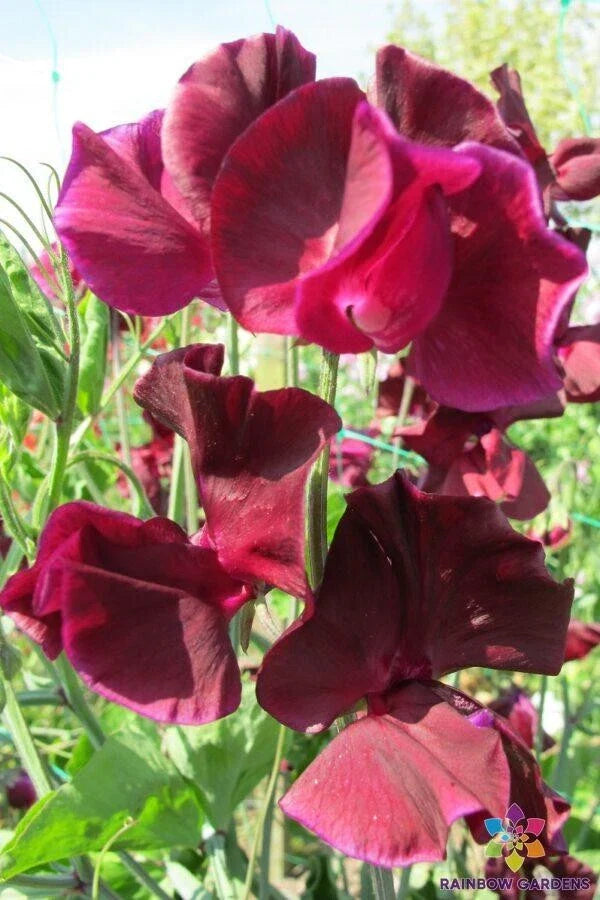 Maroon Sweet Pea Seeds - 50+ Pack for Garden Planting - Lathyrus odoratus - USA Grown - Free Shipping