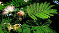 Mimosa Seeds - Persian Silk Tree - Pink Flowers - Albizia julibrissin - Garden Planting