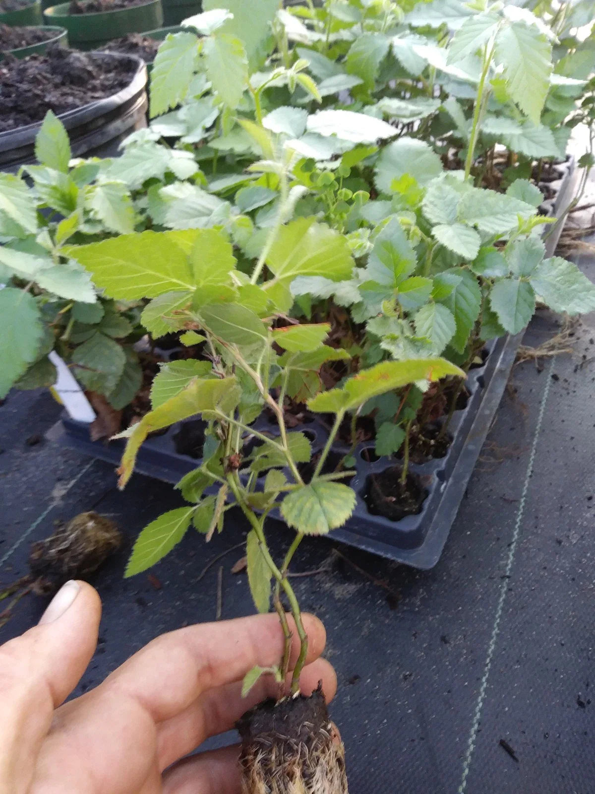 Navaho Thornless Blackberry Plant - 1" - Pesticide Free, Non-GMO - Rubus fruticosus