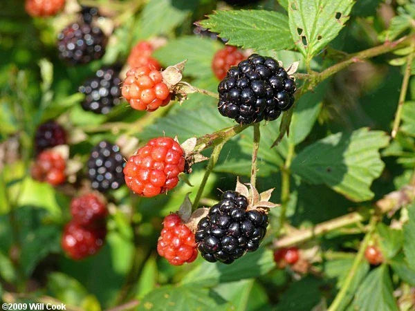 Sawtooth Giant Blackberry Plant 5-Pack, Thorny, Tall-Growing, Rubus fruticosus, Requires Support, High Yield