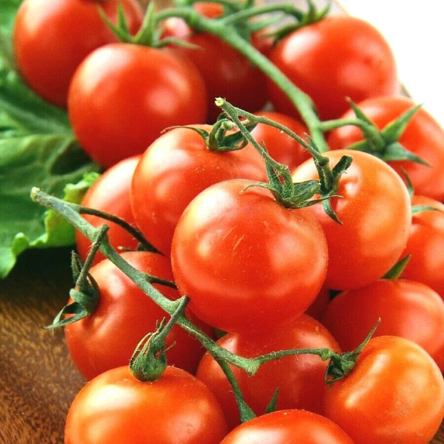 Organic Heirloom Cherry Tomato Seeds - 101+ Pack - Easy Patio Container Gardening (Solanum lycopersicum)