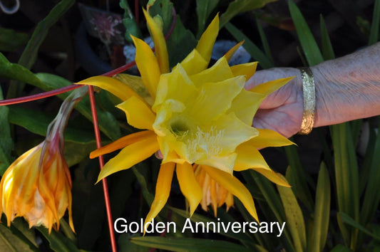 Epiphyllum Orchid Cactus Cuttings, 4 Rooted with New Growth, Golden Anniversary (Epiphyllum hybrids)