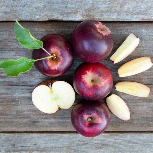 Arkansas Black Apple Tree, Bare Root, M7 Rootstock, Malus domestica