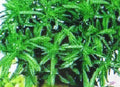 Savory Herb Seeds - Bulk 1000 Seeds - Medicinal Gourmet Flavor - Satureja hortensis