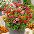 Thumbelina Zinnia Seeds - 100+ Dwarf Flower Seeds for Garden Planting - Zinnia elegans - USA