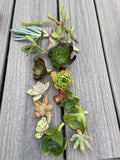 15 Assorted Succulent Cuttings | 15 Varieties | Live Plants for Crafting | Echeveria, Sedum, Haworthia, & More