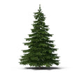 Balsam Fir Tree Seeds - 50 Count - Abies balsamea - Evergreen Conifer Seeds for Planting