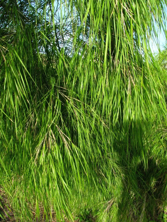 Mexican Weeping Bamboo Seeds - 100 Perennial Ornamental Seeds for Privacy - US Seller - Bambusa angustifolia