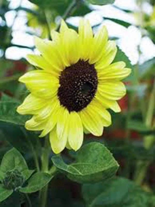 Sunflower Seeds, 20+ Seeds, Lemon Queen Variety, Large Beautiful Colorful Blooms, Helianthus annuus