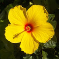 Tequila Hardy Hibiscus Plant - Yellow Flowering - 8 to 12 In Tall - Hibiscus rosa-sinensis