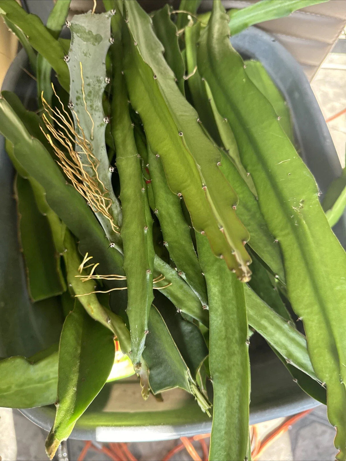 Dragon Fruit Cuttings 8-14 Inches - Hylocereus undatus - Fresh Plant Propagation Supplies for Home Gardening