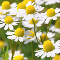 Roman Chamomile Seeds - 2,000 Heirloom Non-GMO Seeds - Chamaemelum nobile - Aromatic Herbal Garden Plant