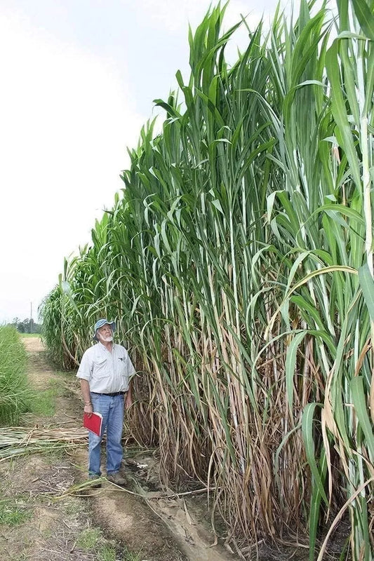 Bulk Elephant Grass Seeds, 1 lb, High-Quality, Pennisetum purpureum, Fast-Growing Perennial Forage Plant