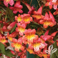 Bignonia "Tangerine Beauty" Crossvine Rooted Starter Plant - Attracts Butterflies - Vibrant Orange Flowers