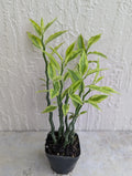 Variegated Devil's Backbone Plant - 2.5" Pot with 6 Stems - Unique Colorful Foliage - Euphorbia tithymaloides