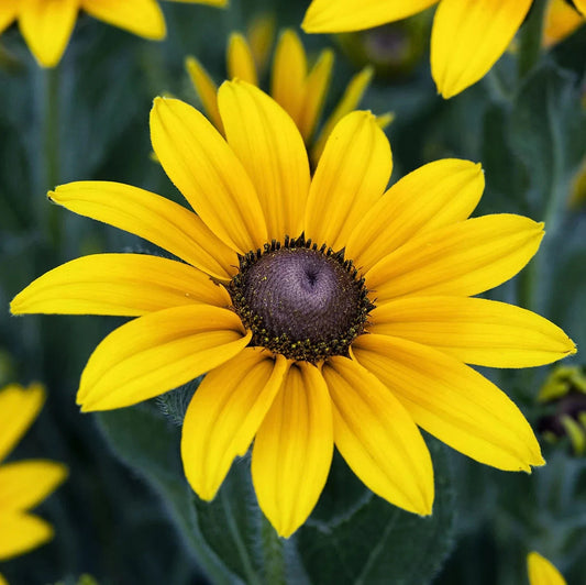 Black Eyed Susan Flower Seeds - 50pcs Non-GMO Heirloom - Bright Summer Blooms - Rudbeckia hirta