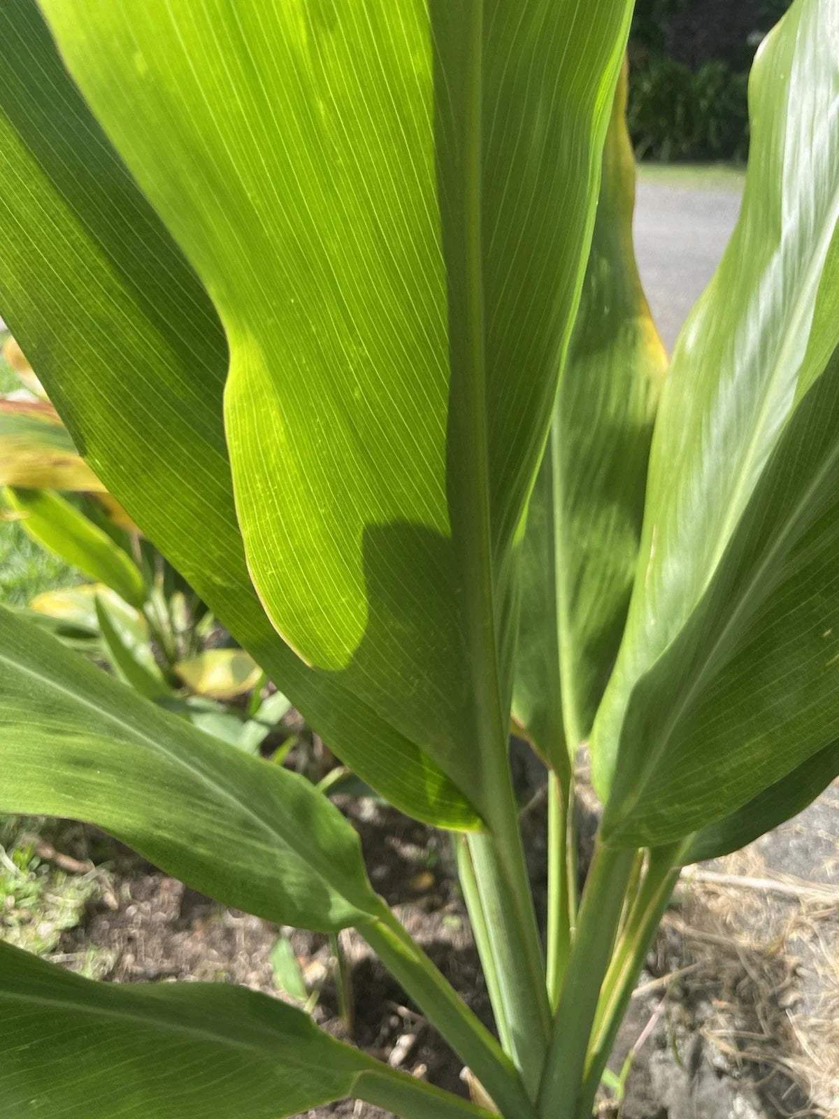 Organic Green Ti Leaf Cuttings - 6-7 Inch Manoa Variety - Hawaii Grown - Perfect for Gardening and Landscaping