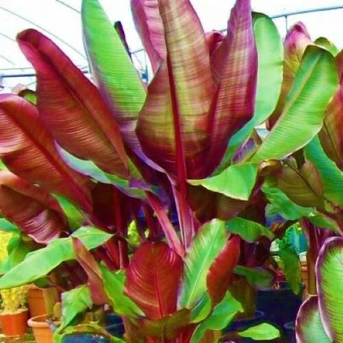 Ensete Maurelii Plant | Red Abyssinian Banana Tree | Tropical Variety | False Red Musa
