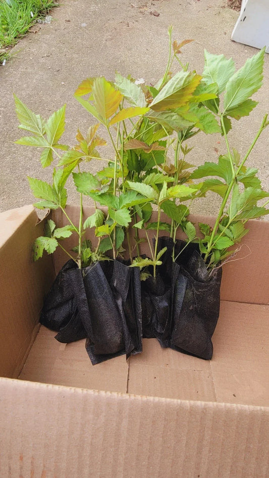 10pcs Thorny Dew Berry Blackberry Live Plants, 5"-10" Rooted - Rubus caesius