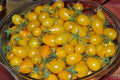 Yellow Pear Tomato Seeds - Heirloom - NON-GMO - 2.40+ Seeds - Solanum lycopersicum