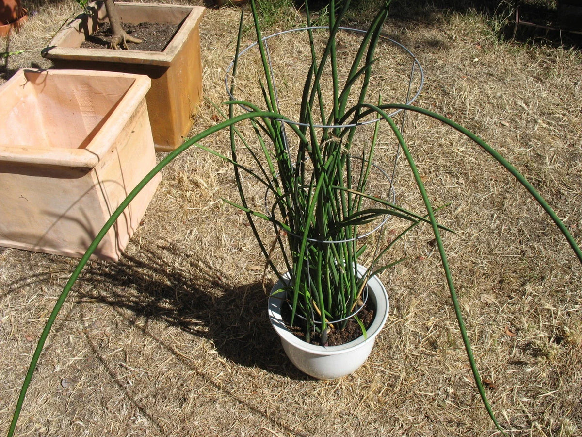 Sansevieria Lancia Cuttings - Rare Snake Plant Cuttings - Indoor Houseplant - Succulent Variety - Sansevieria Trifasciata
