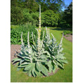 Great Mullein Seeds, 200+ Heirloom Organic Seeds, Verbascum thapsus, Non-GMO, Medicinal Herb