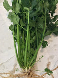 12 True Celery Plants – Live Bare Root Transplants (Apium graveolens) | Young Celery Starts for Garden, Organic Veg, Heirloom Variety