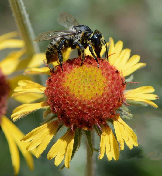 Blanketflower Seeds - RED DOME Gaillardia - Native Wildflower Pollinator - Non-GMO - 200 Seeds