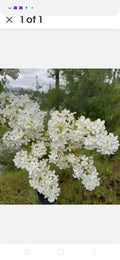 Bare Root Lilac Bush Jumbo Size - White Blooms - Syringa vulgaris - Planting Instructions Included