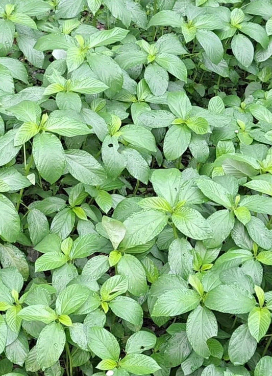 200+ Seeds Egyptian Spinach Saluyot Jute Molokhia - Heirloom Vegetable Seeds for Home Gardening