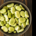 Aquadulce Fava Bean Seeds - 20+ Count - Cover Crop Seeds for Planting - Vicia faba