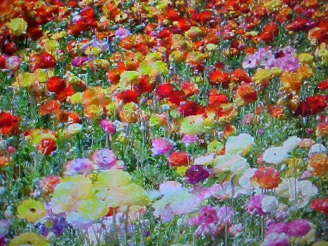 Wildflower Seed Mix 2 lb Annual & Perennial 24 Color Variety - Wildflower Seeds for Garden (No Scientific Name)