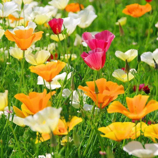 California Poppy Seed Mix - Multiple Colors - Eschscholzia californica - California State Flower - Free Shipping