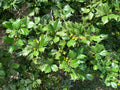 American Holly Ilex Cuttings 75+ Unrooted Organic Evergreen Tree 5-8" Winter Interest Fragrant Flowers Wildlife Attractant
