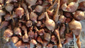 Jerusalem Artichoke Tubers 5 Medium Red Organic Helianthus tuberosus Planting