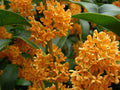 Fragrant Tea Olive Starter Plant - Apricot Echo Osmanthus fragrans - Rooted Plant for Aromatic Gardens and Landscaping