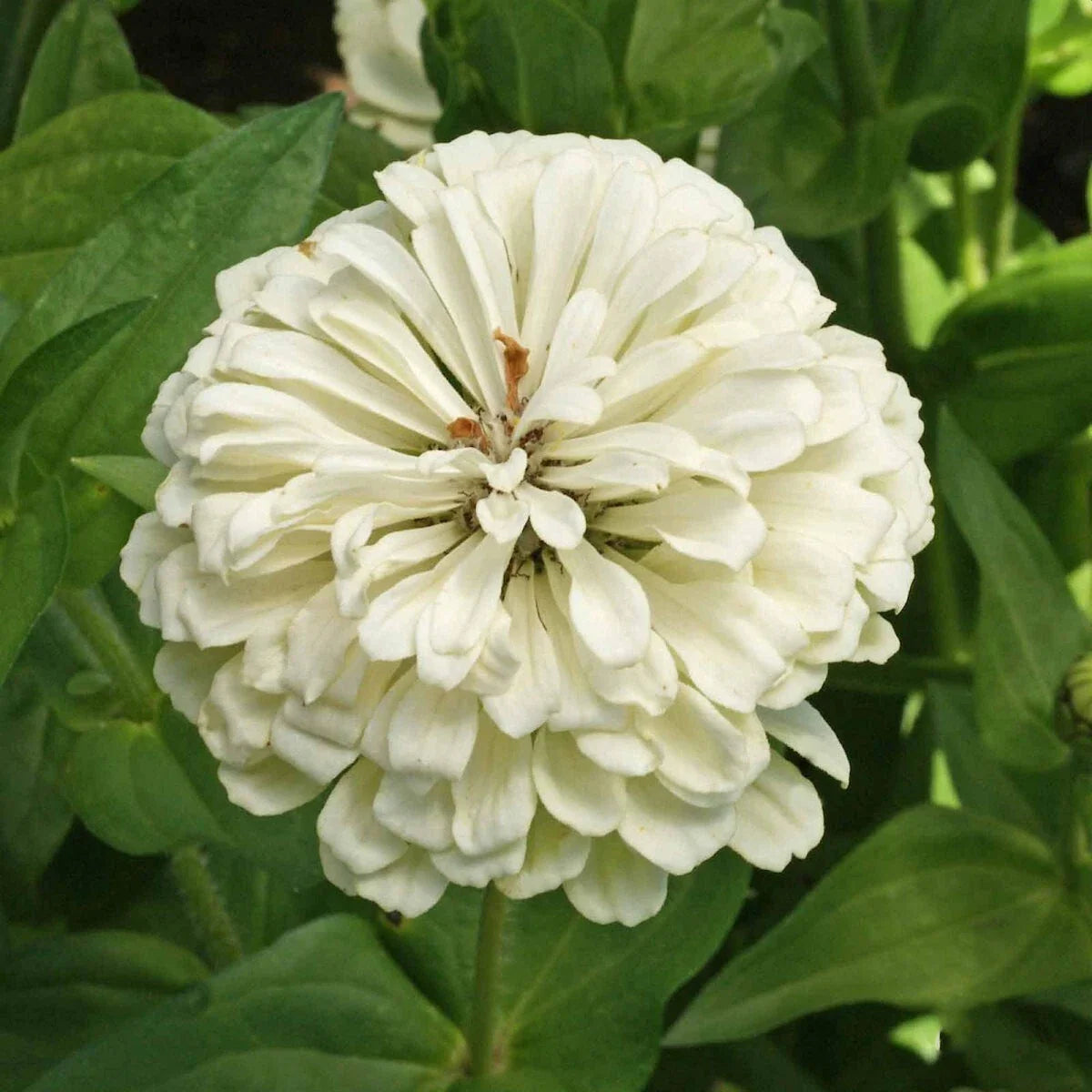 Polar Bear Zinnia Wildflower Seeds 1/4 Lb - Mylar Seed Packet - Zinnia elegans - Everwilde Farms