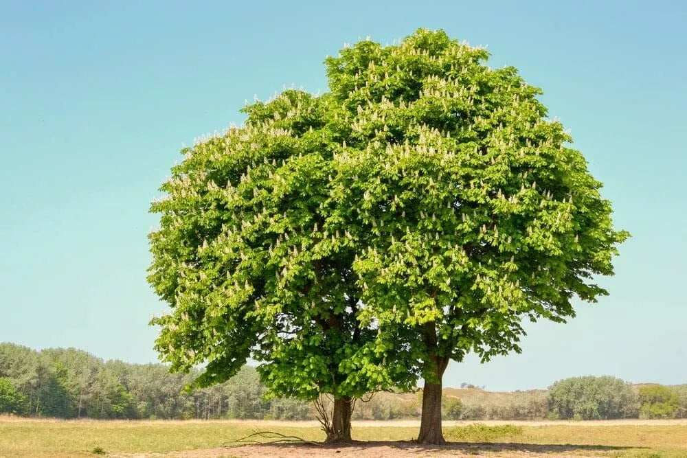 Chestnut Oak Tree Seedlings | 1-2 Feet Tall | Live Trees for Planting | Quercus prinus