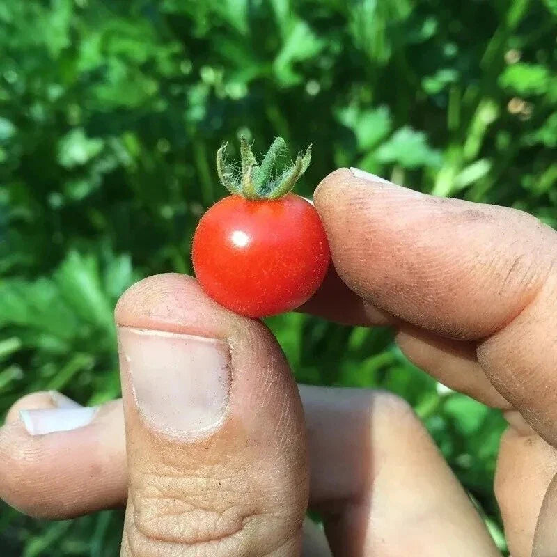 Red Currant Tomato Seeds - 30+ Heirloom Organic Non-GMO - Fresh, Sweet Flavor, Solanum lycopersicum