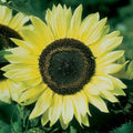 Lemon Queen Sunflower Seeds - 100 Count - Helianthus annuus - High Yield, Bright Yellow Flowers for Planting
