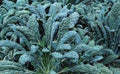 Premium Organic Heirloom Kale Seeds - Lacinato Variety (Dinosaur Kale, Tuscan) - Non-GMO, Fresh Planting Seeds